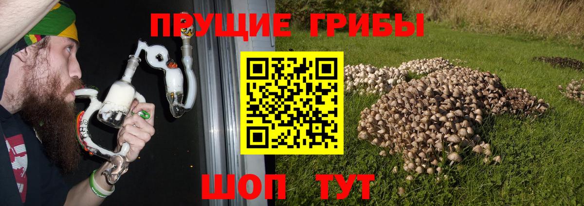 Кузнецк  Псилоцибиновые грибы мицелий  Галлюциногенные грибы Cubensis  Вход с VPN 